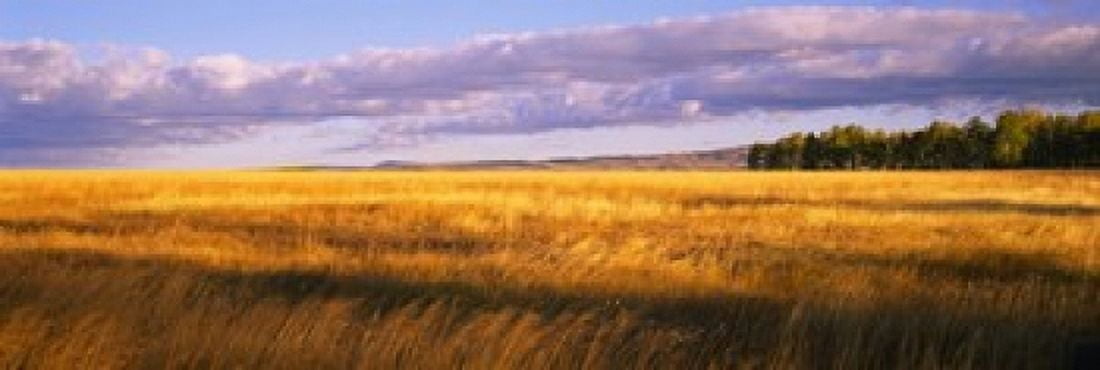 Crop in a field Last Dollar Road Dallas Divide Colorado USA Canvas Art - Panoramic Images (18 x 6)