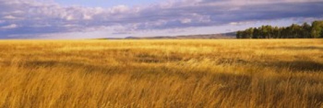 Crop in a field Last Dollar Road Dallas Divide Colorado USA Canvas Art - Panoramic Images (18 x 6)