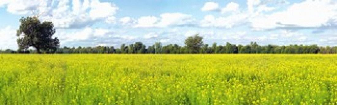 Crop in a field Saint-Blaise-sur-Richelieu Quebec Canada Canvas Art - Panoramic Images (18 x 6)