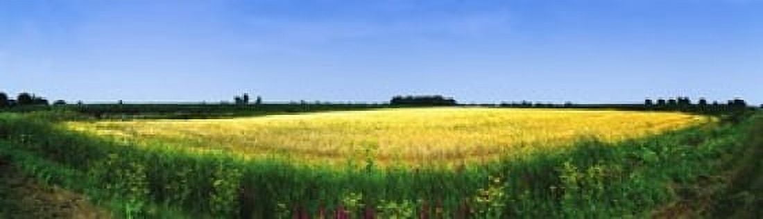 Crop in a field Saint-Blaise-sur-Richelieu Quebec Canada Canvas Art - Panoramic Images (40 x 12)