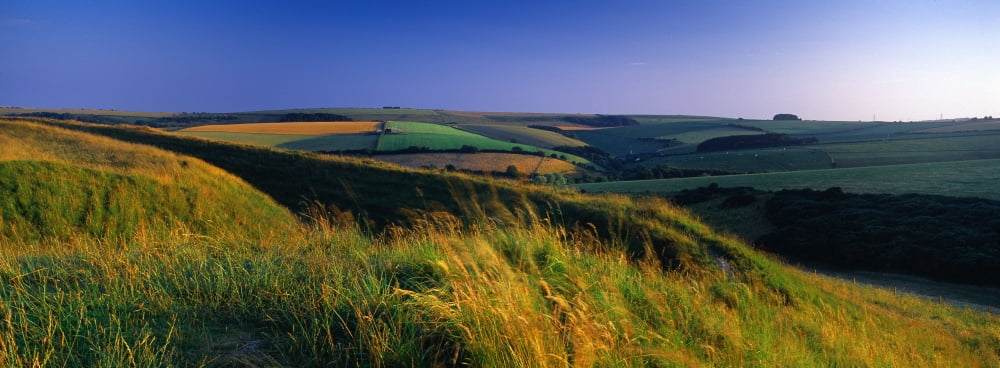 Crop in a field Shaftesbury Dorset England Canvas Art - Panoramic Images (27 x 9)