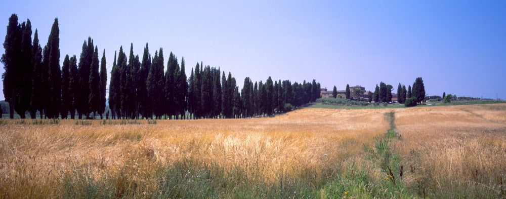 Crop in a field Torrita Di Siena Siena Siena Province Tuscany Italy Canvas Art - Panoramic Images (27 x 9)