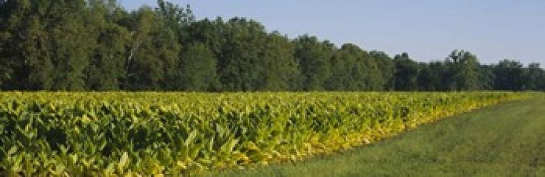 Crop of tobacco in a field Winchester Kentucky USA Canvas Art - Panoramic Images (18 x 6)