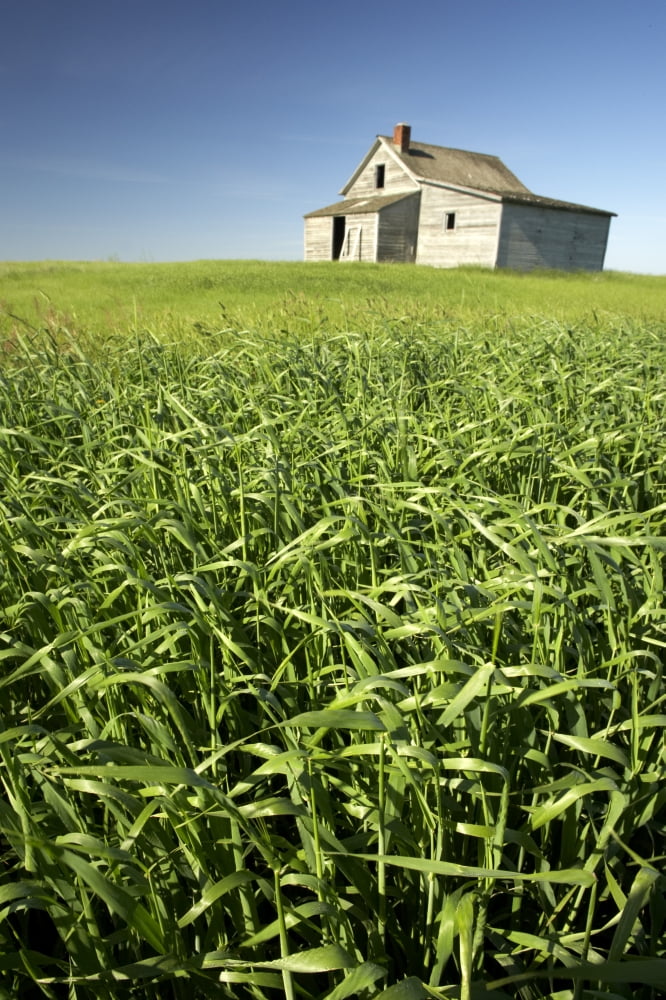 Crops And Abandoned Farmhouse Near Leader Saskatchewan Canvas Art - Gemstone Images Design Pics (22 x 34)