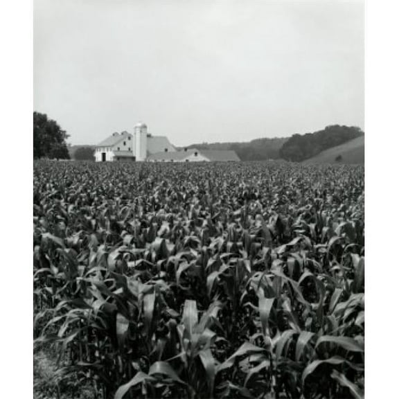Crops in a Field Poster Print - 18 x 24 in.