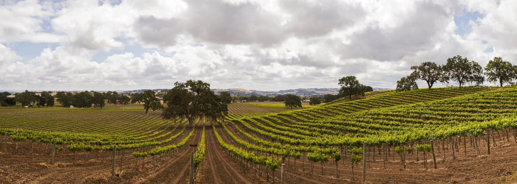 Crops in a Vineyard San Luis Obispo California USA Canvas Art - Panoramic Images (27 x 9)