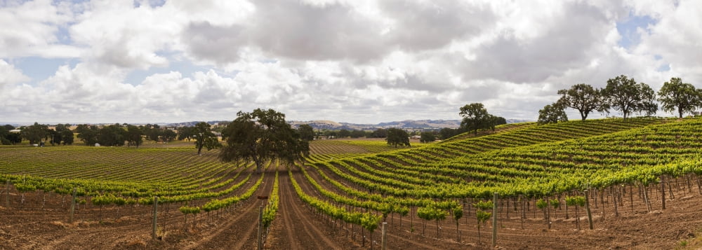 Crops in a Vineyard San Luis Obispo California USA Canvas Art - Panoramic Images (36 x 12)