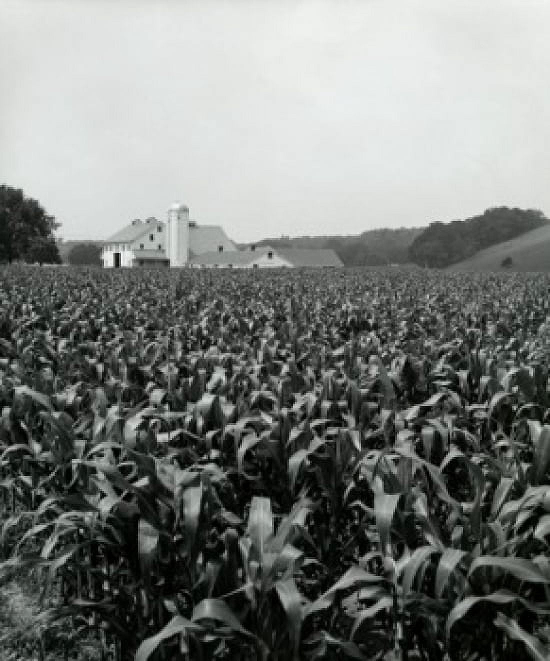 Crops in a field Canvas Art - (18 x 24)