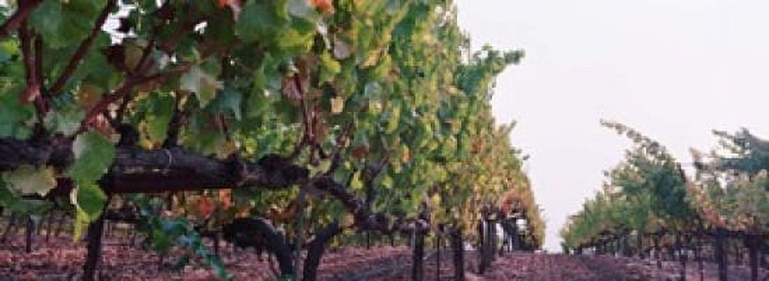Crops in a vineyard Sonoma County California USA Canvas Art - Panoramic Images (18 x 7)