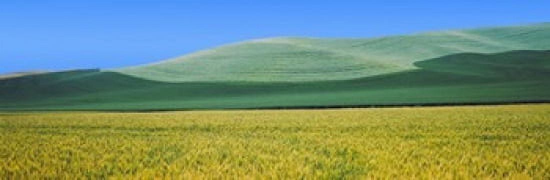Crops in fields Palouse Whitman County Washington State USA Canvas Art - Panoramic Images (18 x 6)