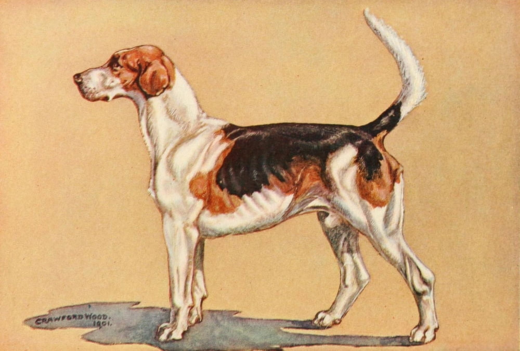 Cross Country with Horse & Hound 1902 English Foxhound Canvas Art - J Crawford Wood (24 x 36)