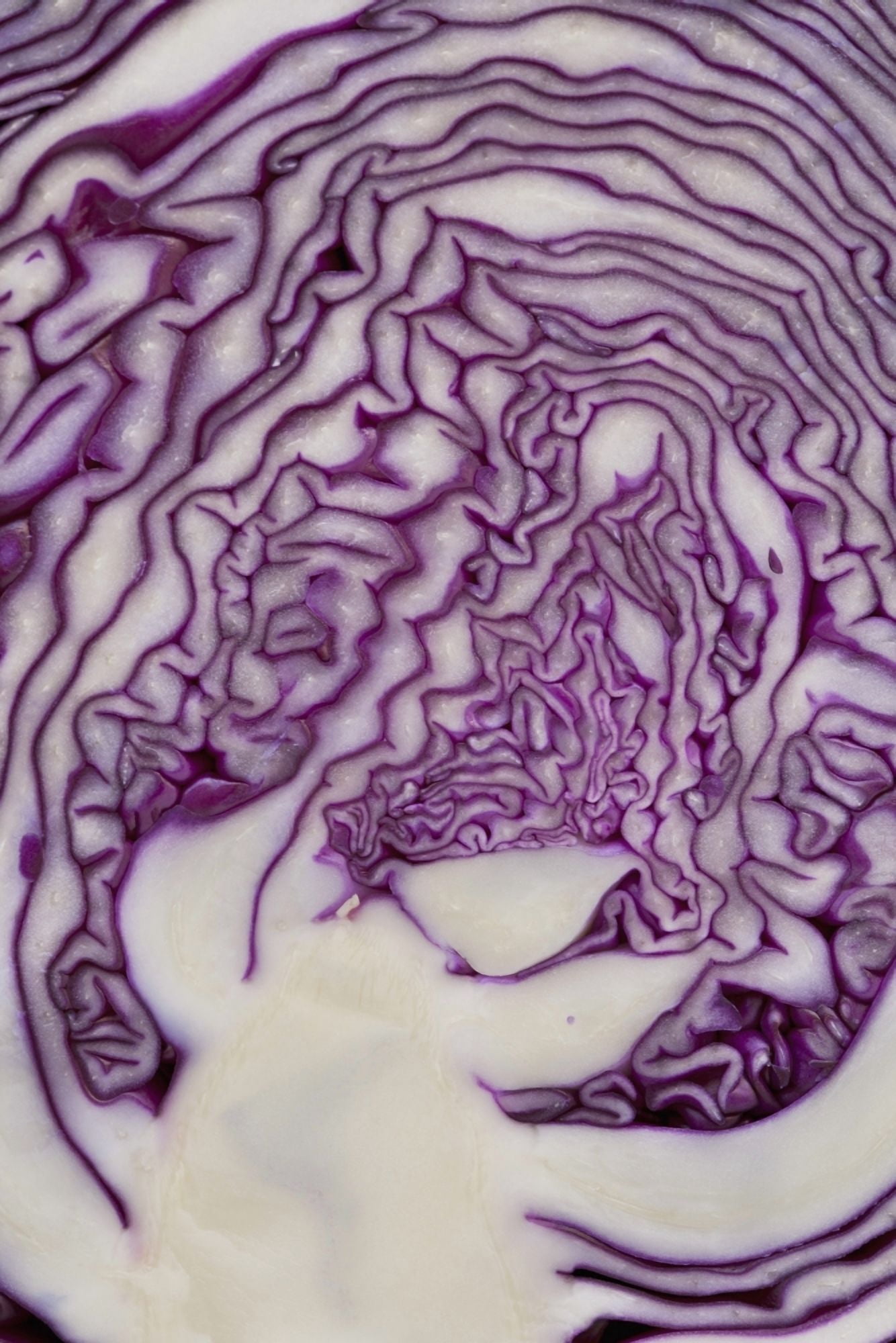 Cross Section Of A Red Cabbage Calgary Alberta Canada Canvas Art - Michael Interisano Design Pics (24 x 38)