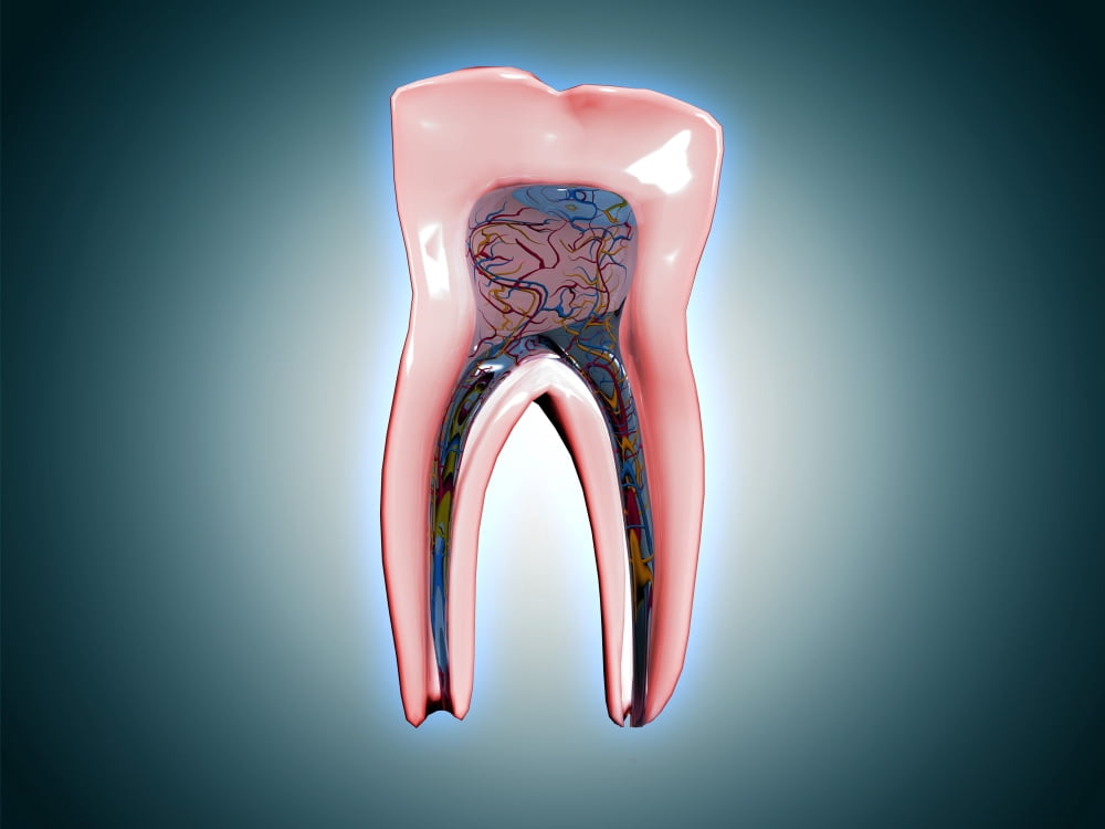 Cross-section of a human tooth Canvas Art - Stocktrek Images (33 x 25)