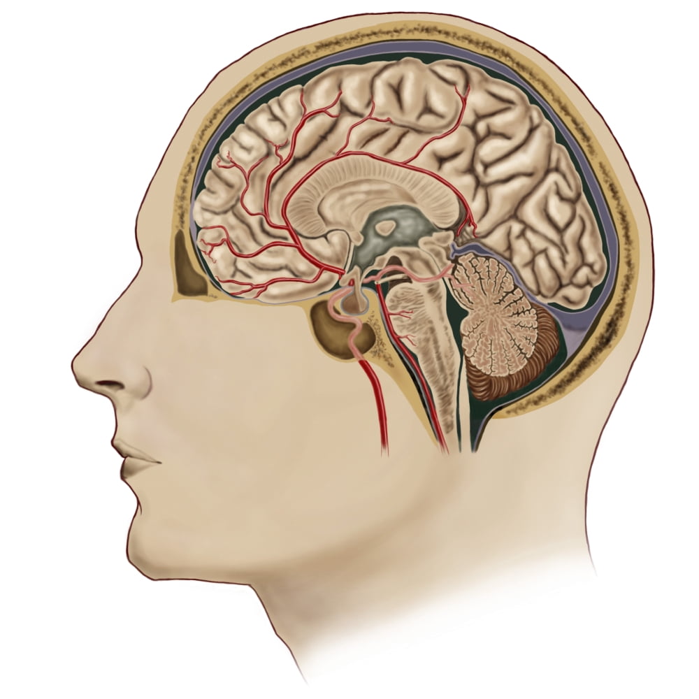Cross section of brain with arteries Canvas Art - Stocktrek Images (29 x 29)