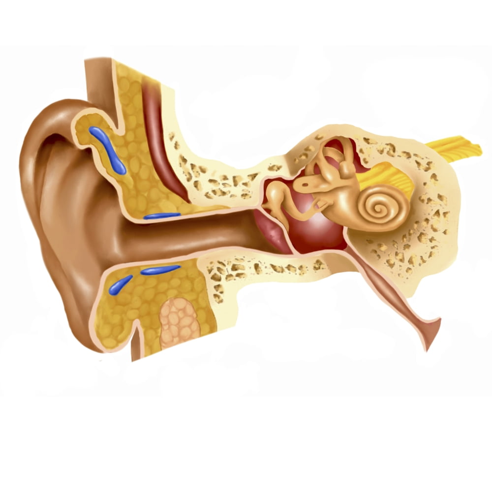 Cross section of human ear Canvas Art - Stocktrek Images (28 x 28)