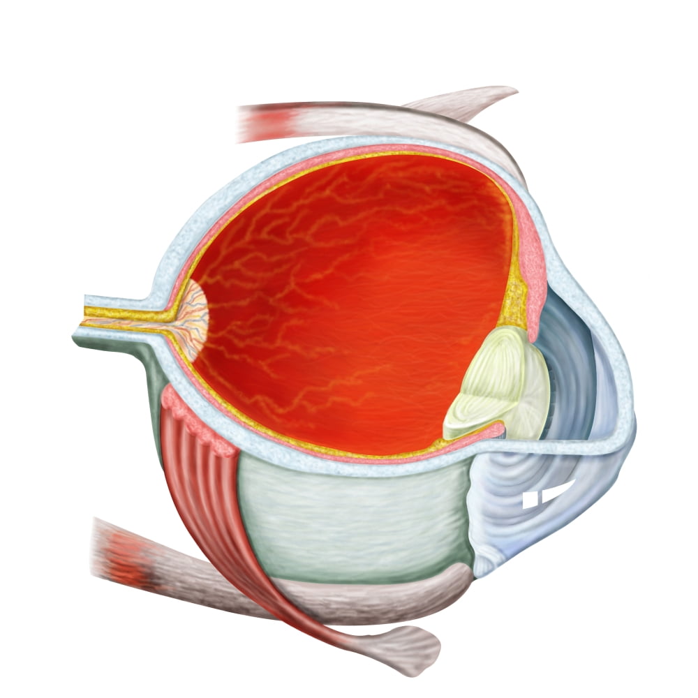 Cross section of human eye Canvas Art - Stocktrek Images (29 x 29)