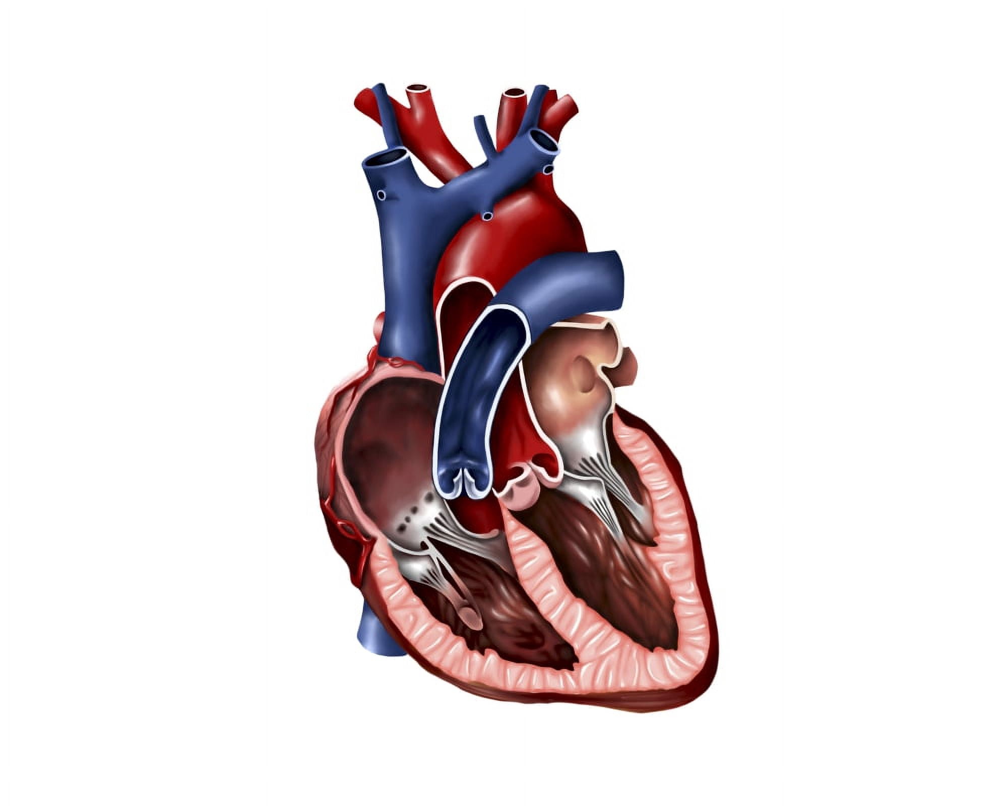Cross section of human heart Canvas Art - Stocktrek Images (32 x 26)