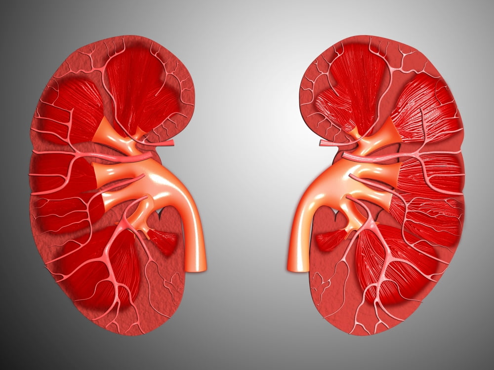 Cross-section of human kidney Canvas Art - Stocktrek Images (17 x 13)