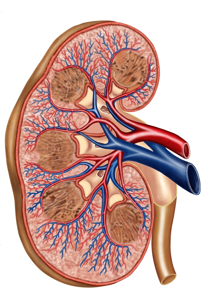 Cross section of internal anatomy of kidney Canvas Art - Stocktrek Images (23 x 34)