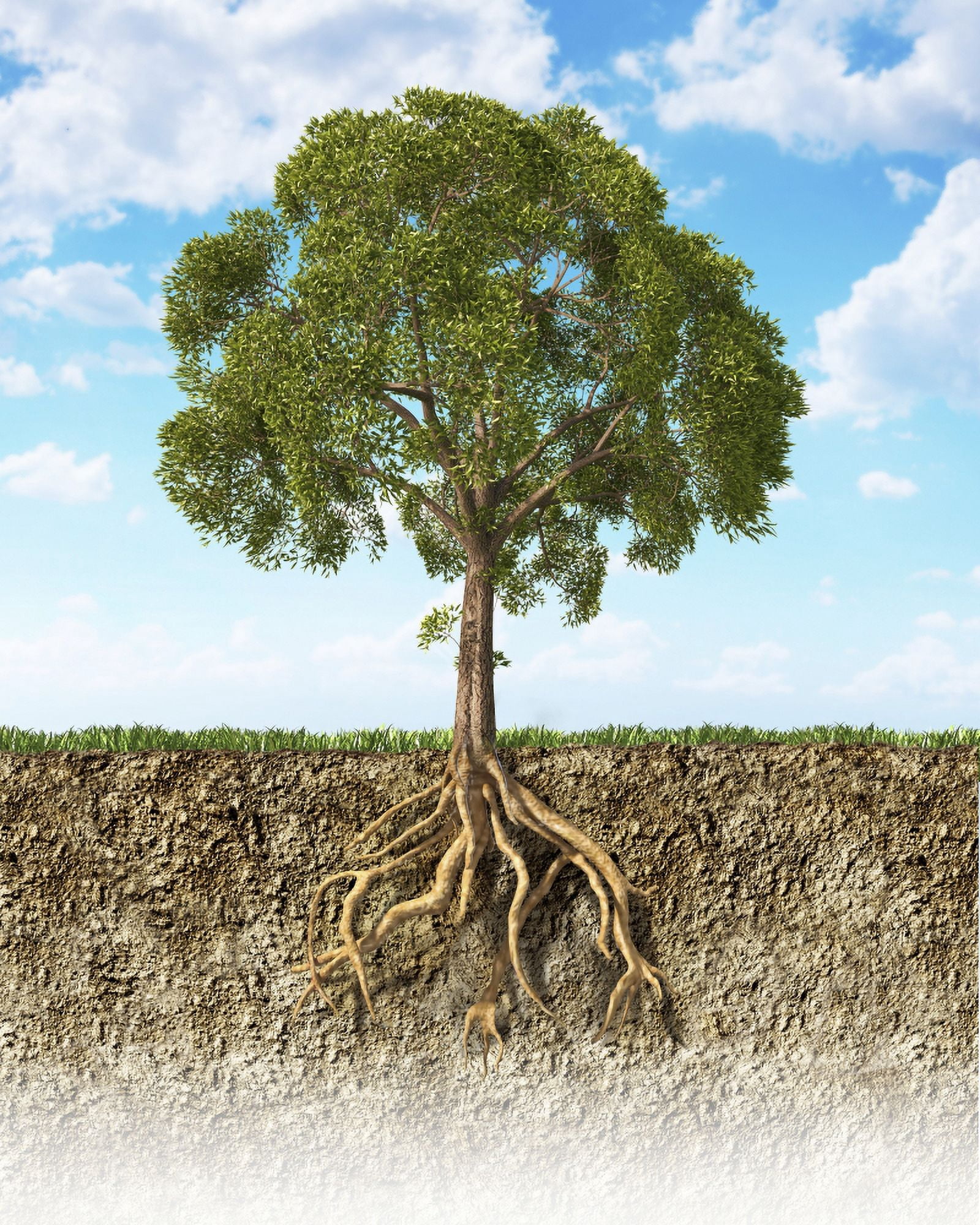 Cross section of soil showing a tree with its roots Canvas Art - Leonello CalvettiStocktrek Images (26 x 32)