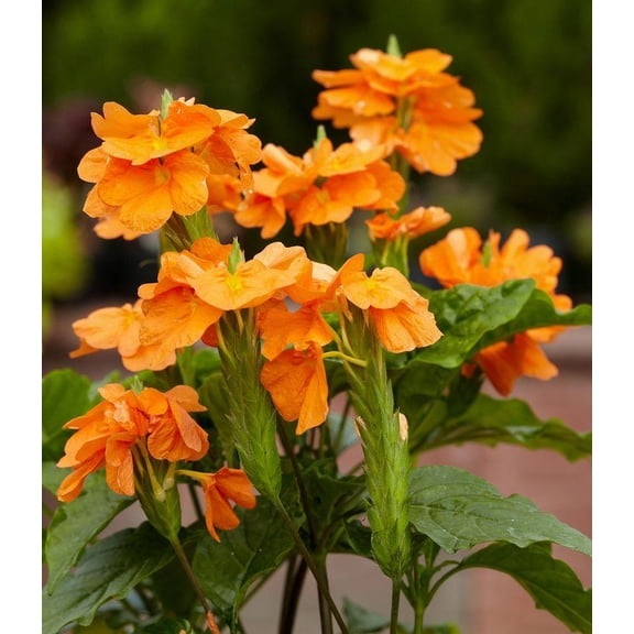 CrossandraAssortedTropical plant with vibrant blooms  6" Pot