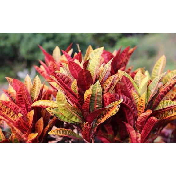 Dibbs Farms Croton 10" Multi-Color Live Plants in 10" Grower Pots