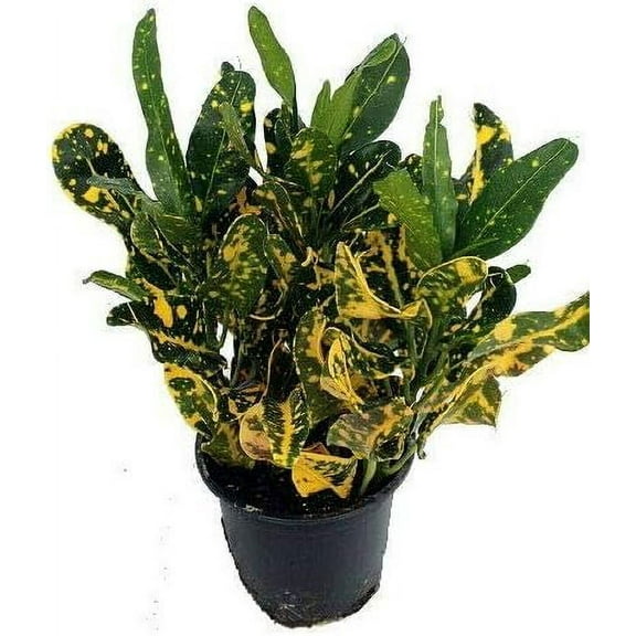 Croton Banana - 3 Live Plants in 4 Inch Pots - Codiaeum Variegatum 'Banana' - Beautiful Clean Air Indoor Houseplant