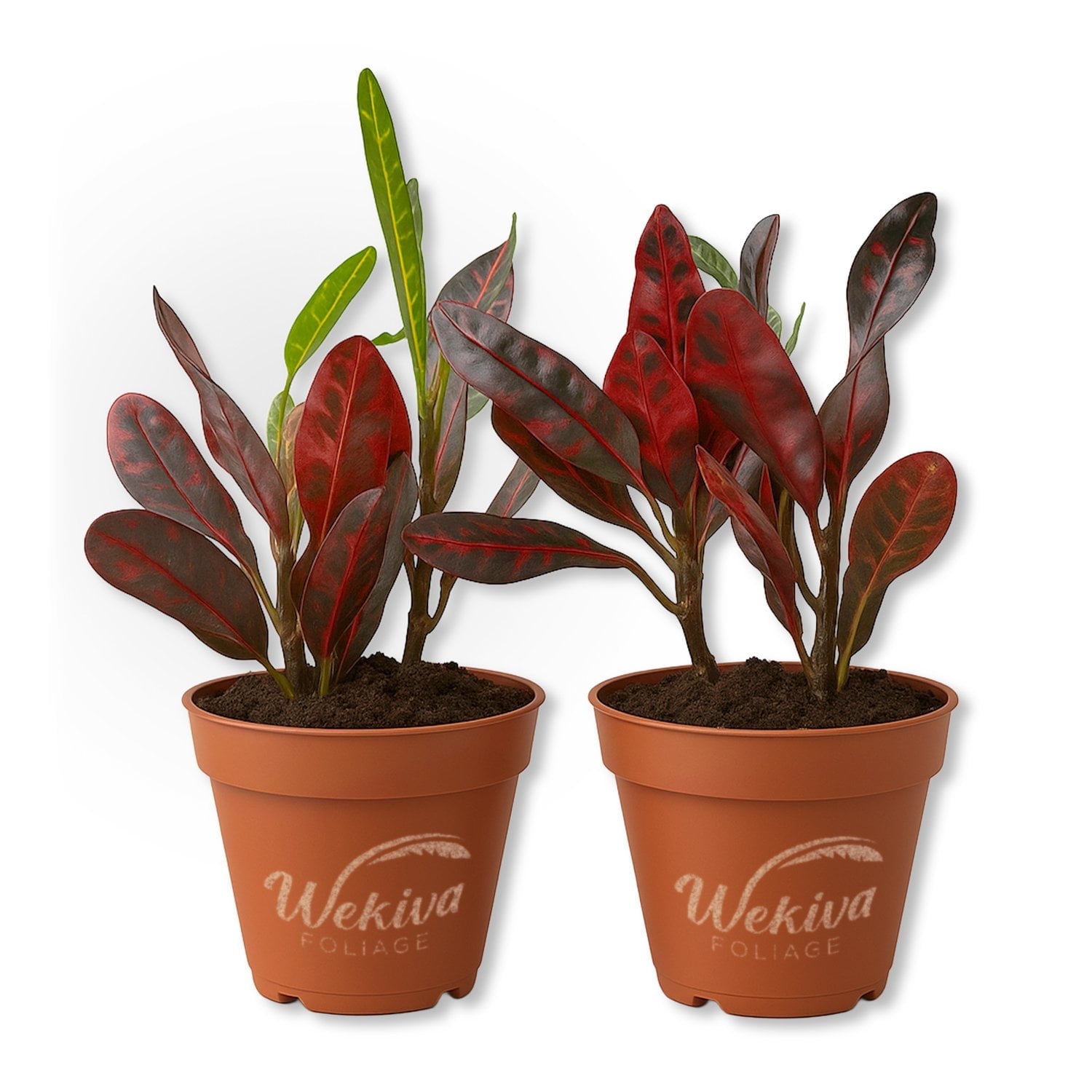 Croton Batik - 2 Live Starter Plants - Codiaeum Variegatum - Beautiful Easy Care Indoor Houseplant