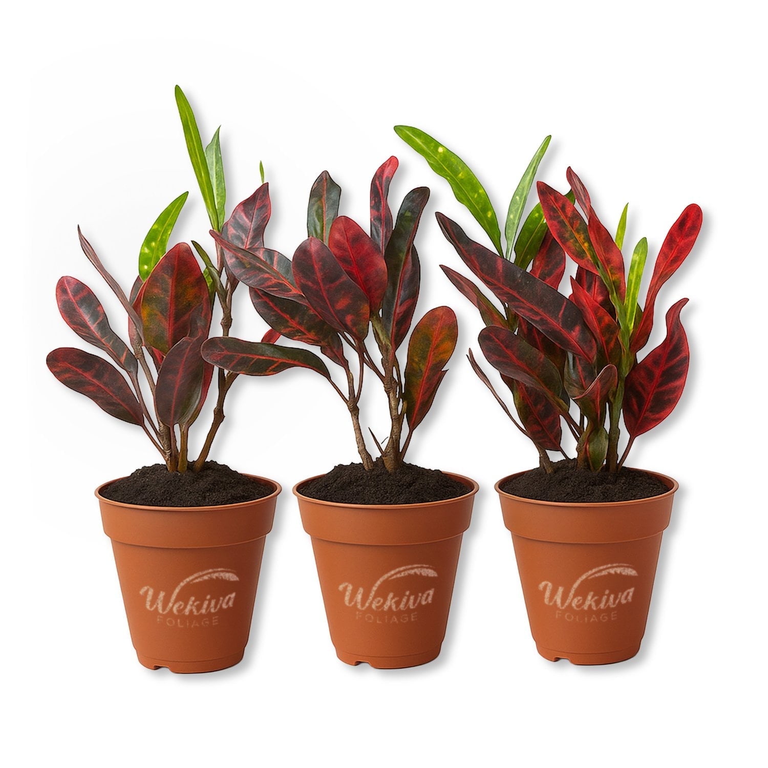 Croton Batik - 3 Live Starter Plants - Codiaeum Variegatum - Beautiful Easy Care Indoor Houseplant