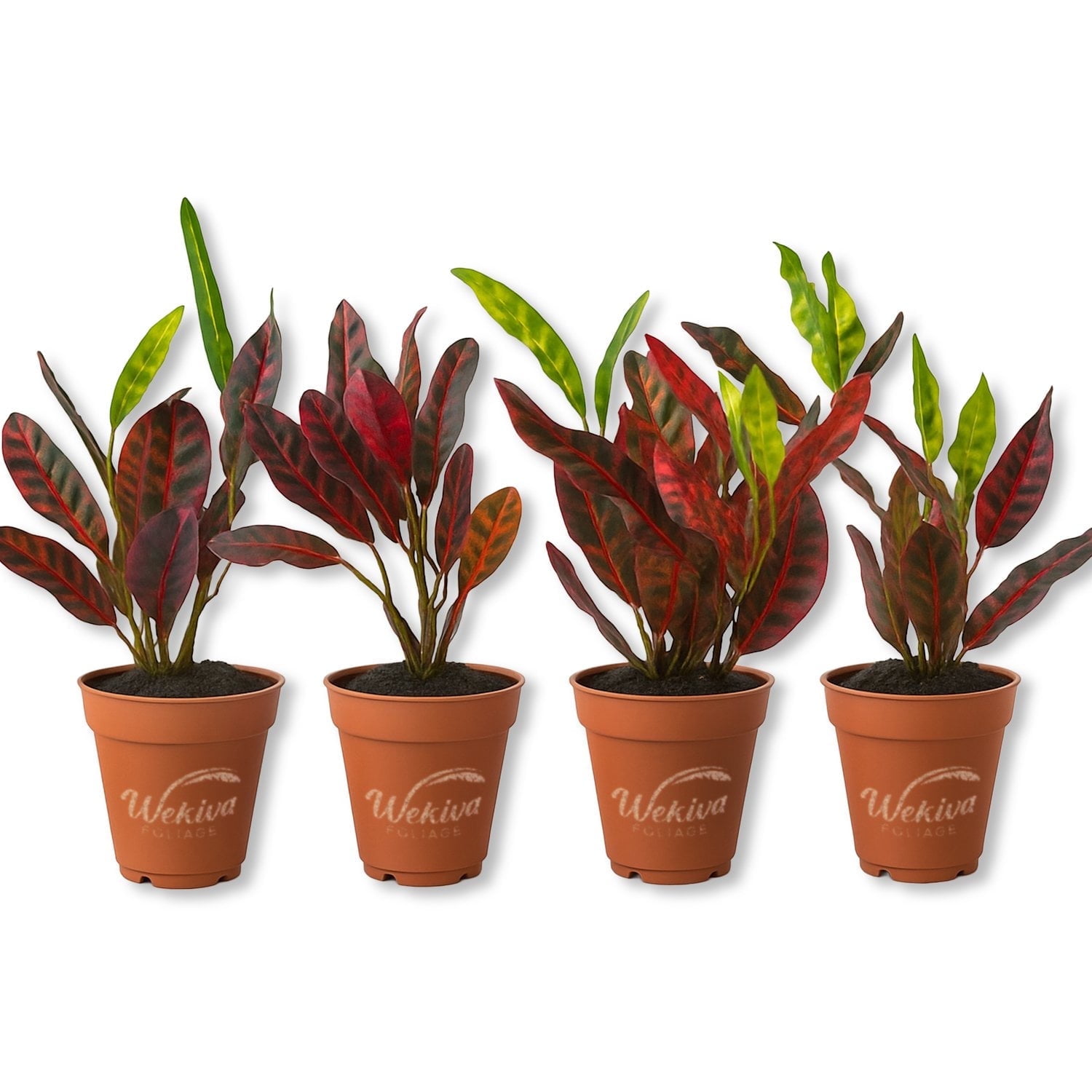 Croton Batik - 4 Live Starter Plants - Codiaeum Variegatum - Beautiful Easy Care Indoor Houseplant