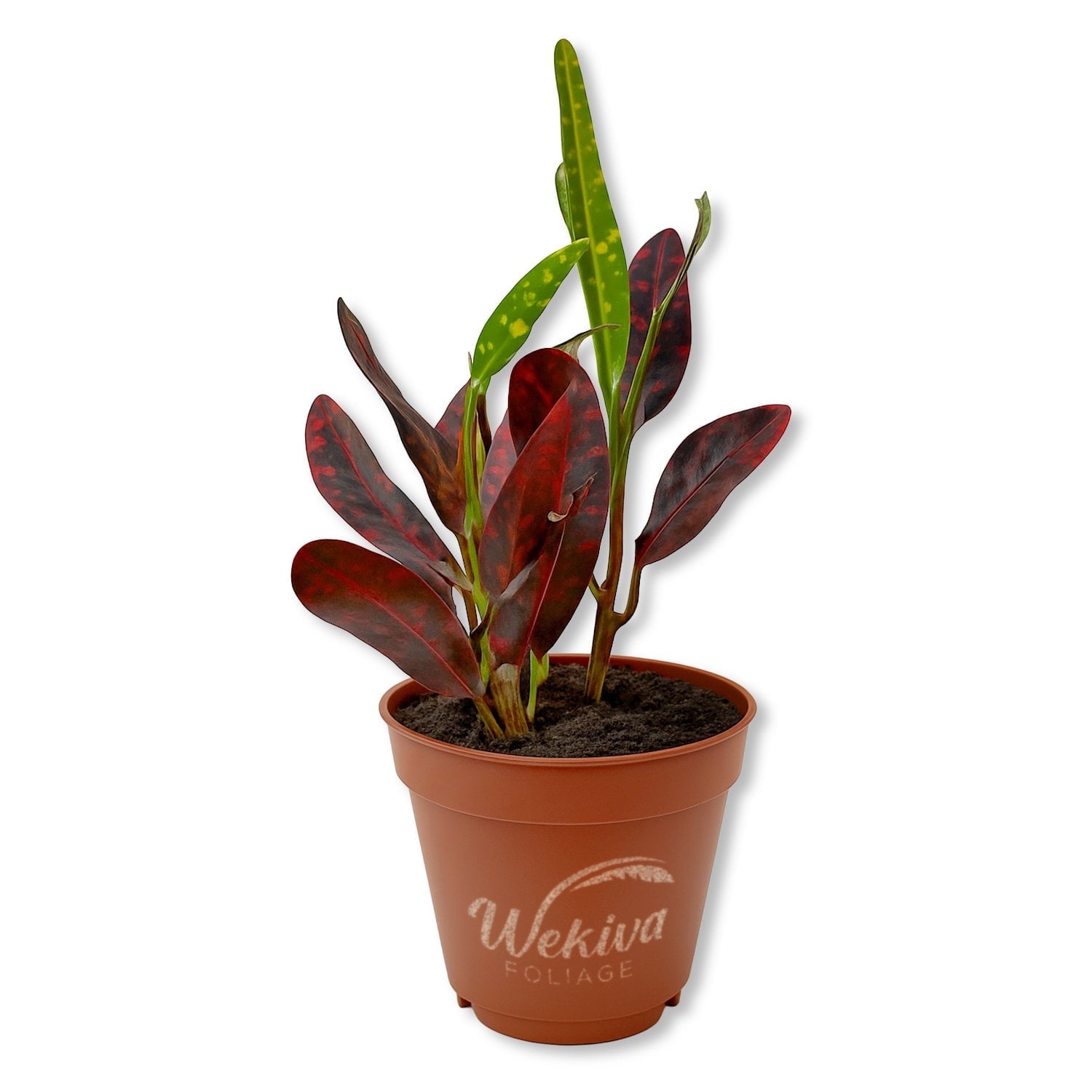 Croton Batik - 1 Live Starter Plant - Codiaeum Variegatum - Beautiful Easy Care Indoor Houseplant