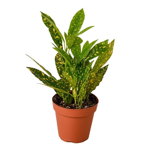 Croton 'Gold Dust', 4" Pot, Indoor Houseplant, Easy Care, Live Plant for Indoor & Outdoor