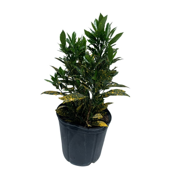 Croton Gold Dust Live Plant 18-20 inches tall
