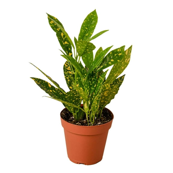 Croton 'Gold Dust' Live Plant for Indoor | Different Houseplants in 3'' Pot | Real House Plant for Living Room, Office, Desk & Bathroom | Codiadeum variegatum | Gold Dust