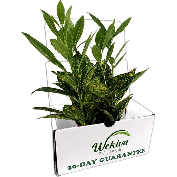 Croton Gold Dust- Live Plant in a 4 Inch Pot - Codiaeum Variegatum 'Gold Dust' - Beautiful Easy Care Indoor Houseplant
