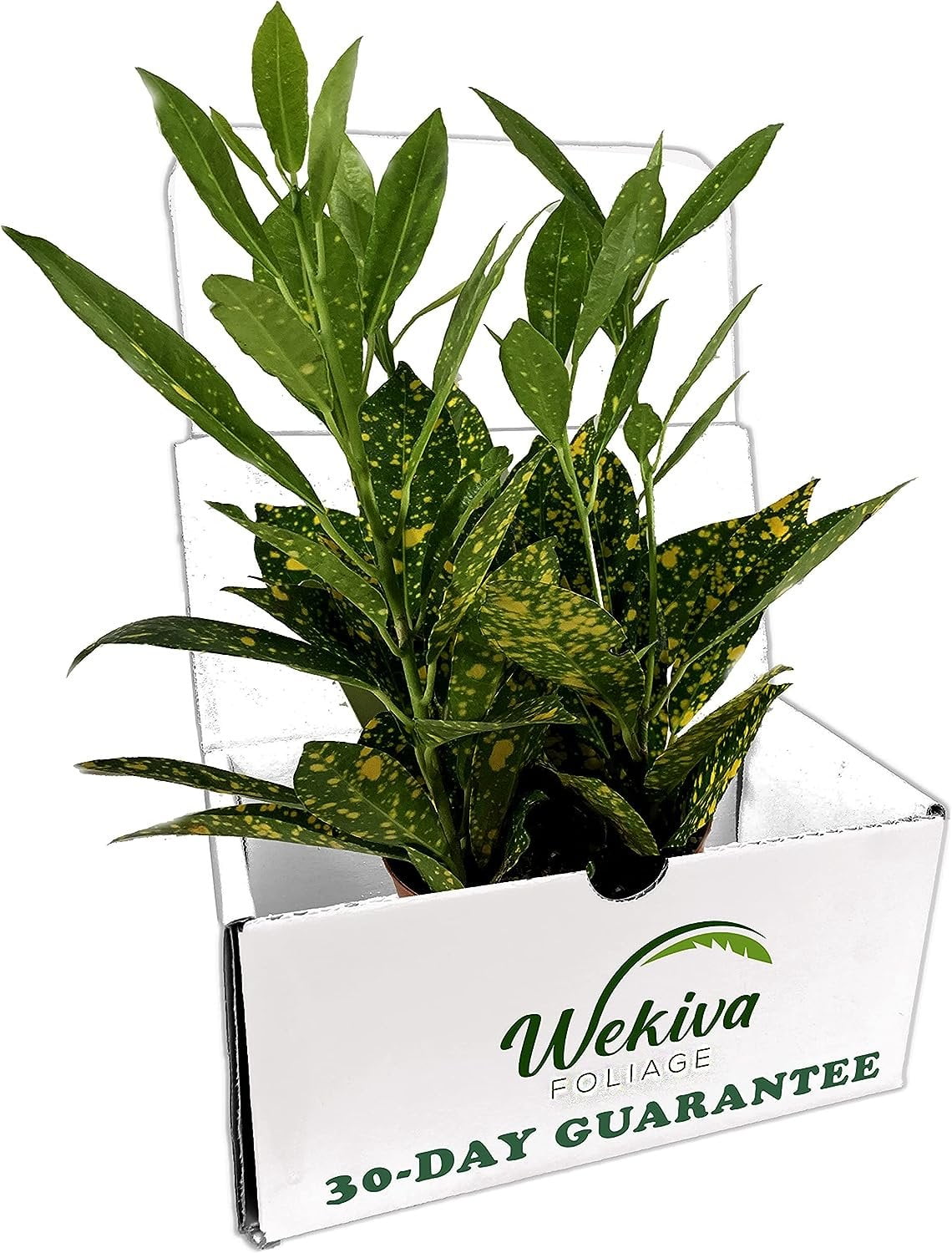 Croton Gold Dust Live Plant in a 4 Inch Pot Codiaeum Variegatum