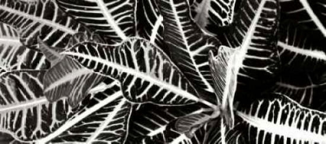 Croton I Canvas Art - Alan Hausenflock (10 x 20)