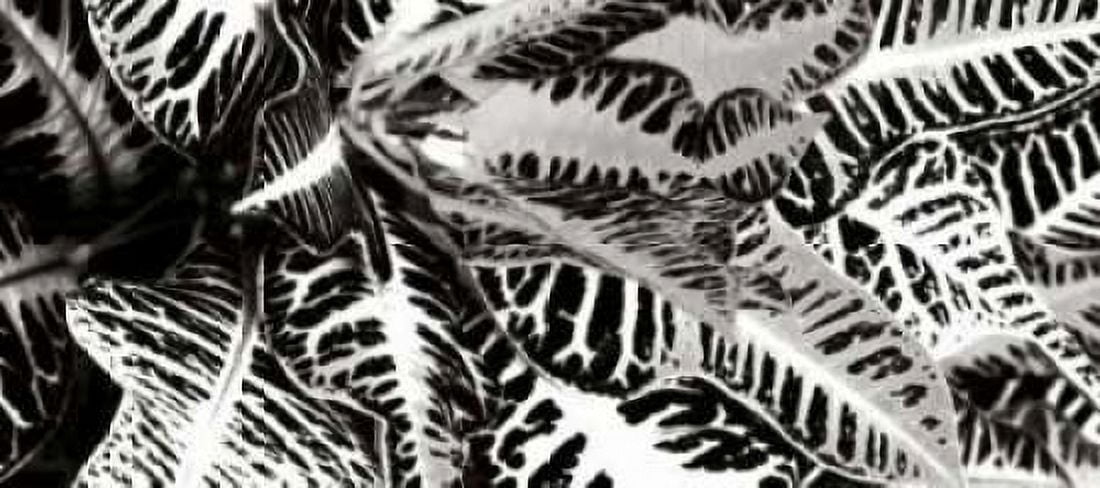 Croton II Canvas Art - Alan Hausenflock (10 x 20)