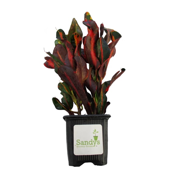 Croton Mammey Live Plant, 3 Inch Pot