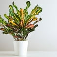 thumbnail image 1 of Croton 'Mammy' Houseplant, 1 of 5