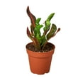 thumbnail image 1 of Croton Mammy Live Plant for Indoor | Different Houseplants in 3'' Pot | Real House Plant for Living Room, Office, Desk & Bathroom | Codiaeum | Mammy, 1 of 6