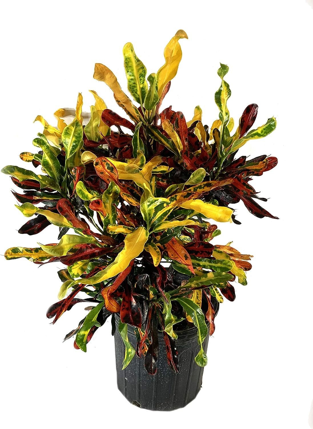 Croton Mammy Live Plant in a 6 Inch Pot Codiaeum 'Mammy