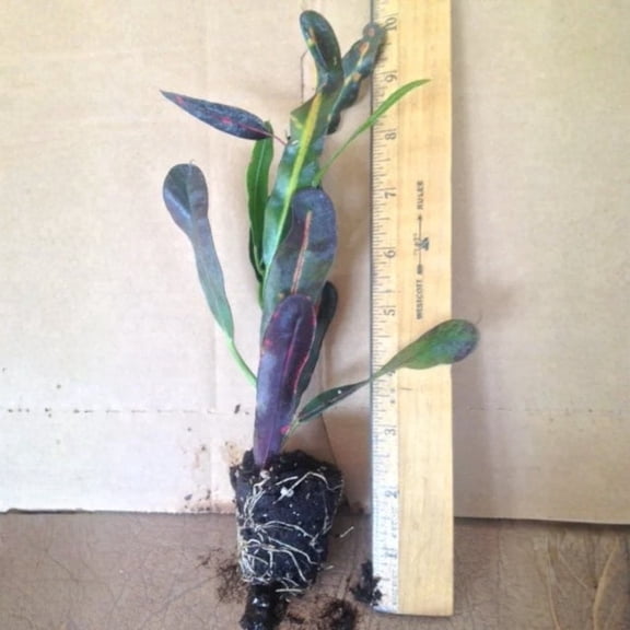 Croton Mammy Live Starter Plants (2 Plants) – Less Than 12 Inches Tall