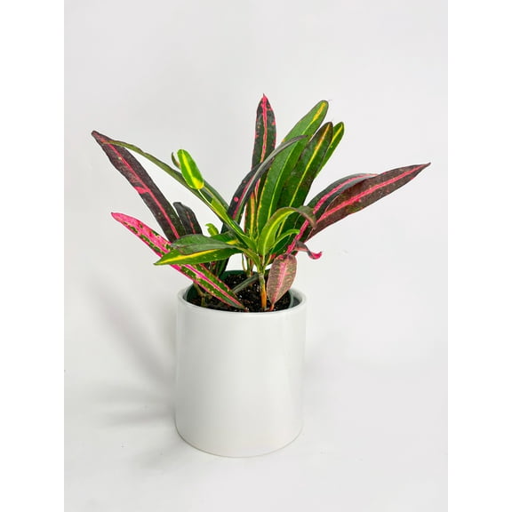 Bumble Plants Croton 'Mammy and Daughter' - Full Live Colorful Houseplant in Nursery Pot, Easy Care, Indoor Plant for Beginners