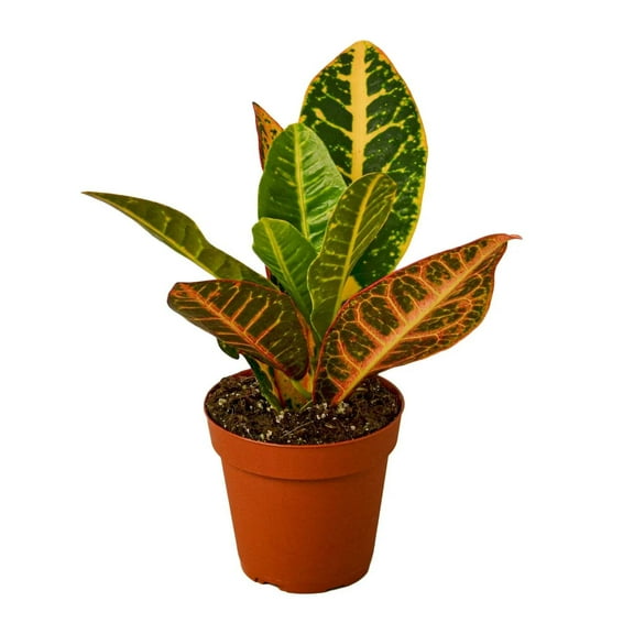 Croton Petra 'Joseph's Coat', 4" Pot, Indoor Houseplant, Easy Care, Live Plant for Indoor & Outdoor