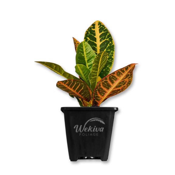 Croton Petra - Live Starter Plant in a 3 Inch Growers Pot - Codiaeum Variegatum 'Petra' - Beautiful Colorful Tropical Indoor Houseplant