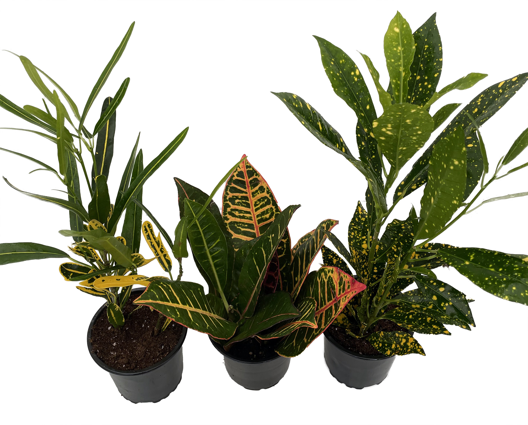 4. Nurture Nature's Miniature: Premium Bonsai Tree Seed Starter Kit