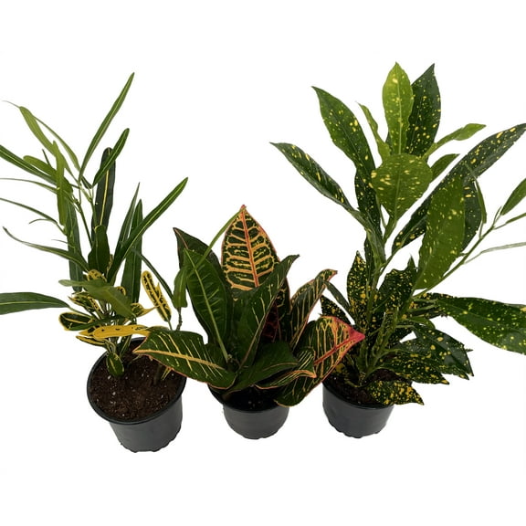 Croton Plant Assortment - 3 Pack in 4" Pots