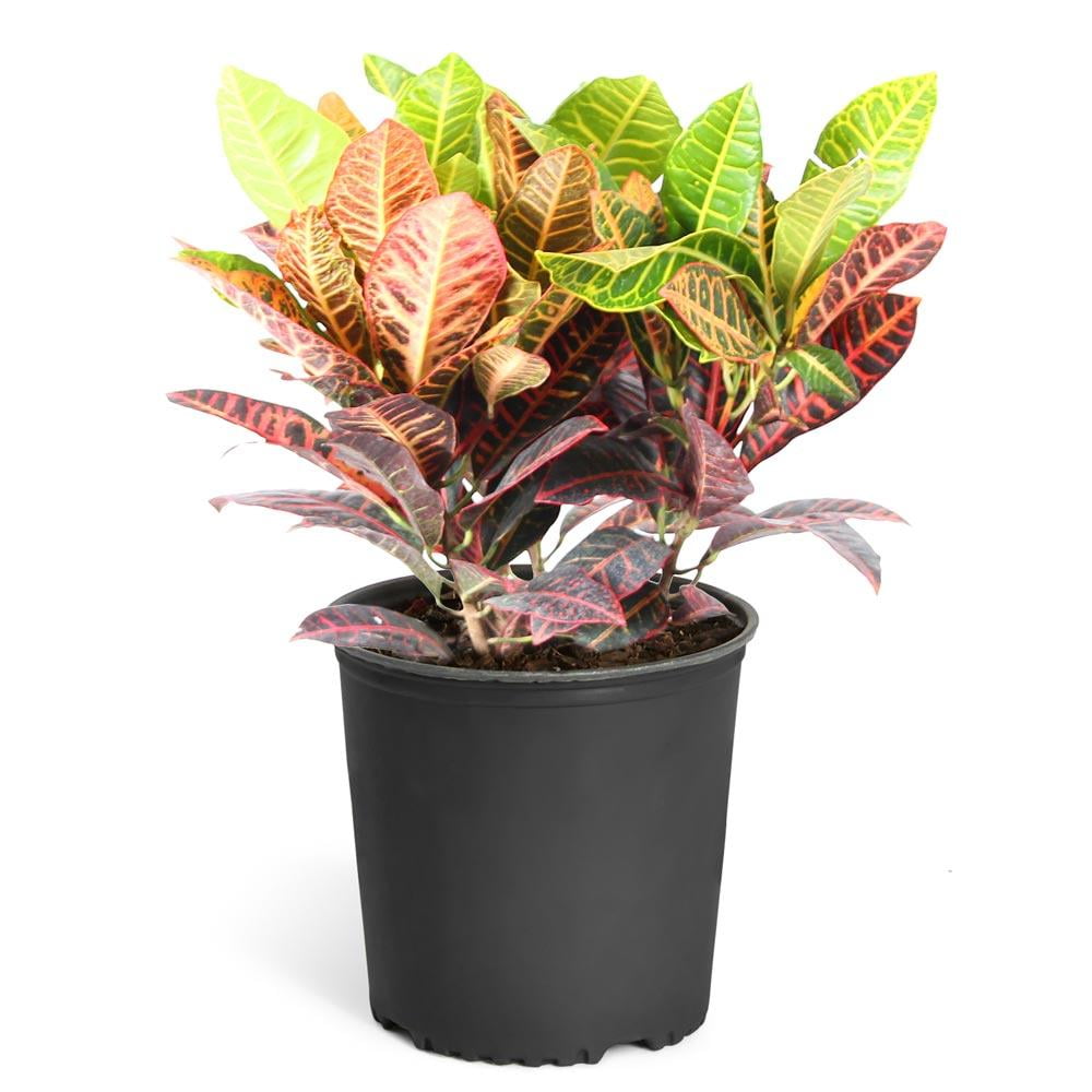 48-Inch Black Plastic Evergreen Croton Petra Indoor Plant