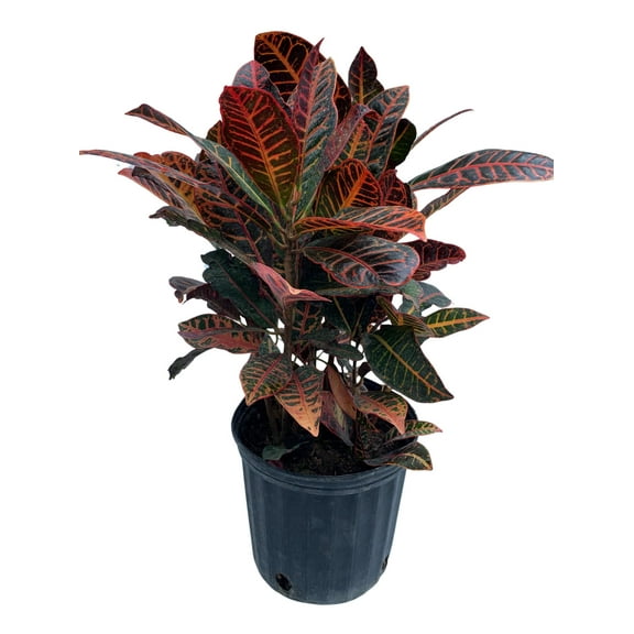 Croton petra Live Plant25-30 inches tall